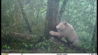 Rare all-white panda spotted in SW China's Sichuan Province (update) - 23/May/2026