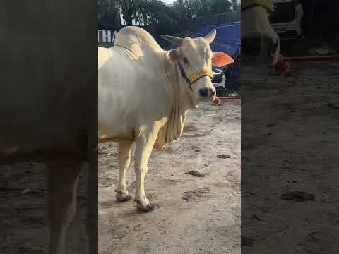 GULAABO || BIGGEST ANDHRA COW OF 2026 FROM PATHAN CATTLE FARM || Kolkata Cow 2026#shorts#viral