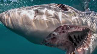 LES 10 PLUS GRANDS REQUINS DU MONDE