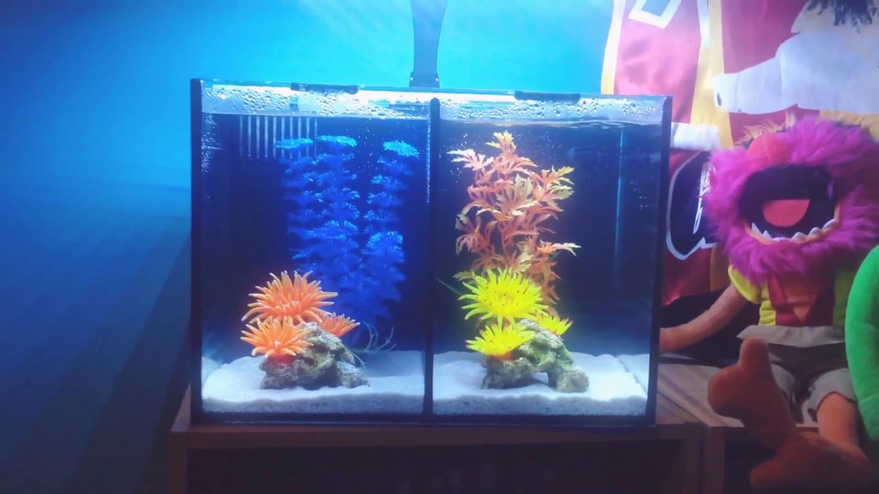Betta duo aquarium