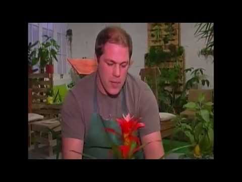Vidéo: Informations sur l'arrosage des plantes de broméliacées