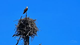 Osprey on the Deschutes River, Southwest of Bend, Oregon