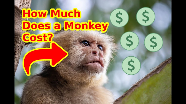 How much does a pygmy monkey cost