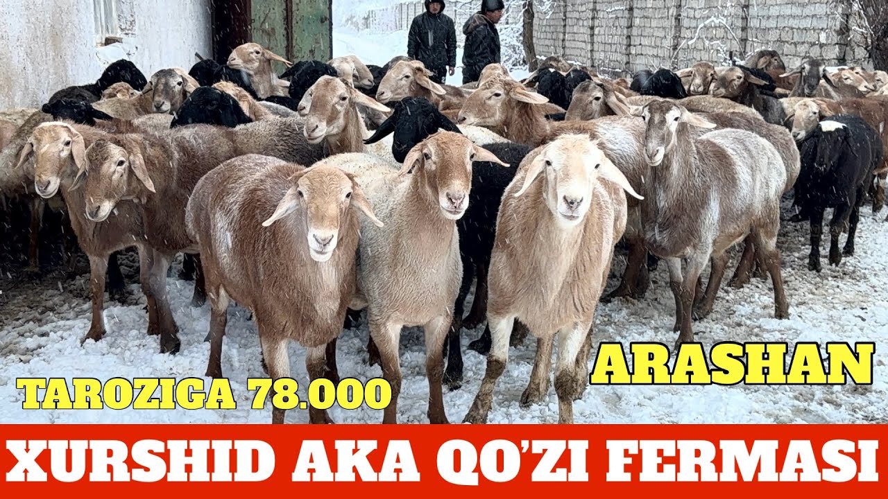 XURSHID AKA ARASHAN QO’ZI QO’CHQORLANI 78.000 SO’M TAROZIGA SOTADILA. 63% 125.000 SO’M