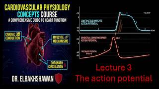 Cardiovascular physiology lecture 3.1: Summary of Action Potential of non-pacemaker myocytes