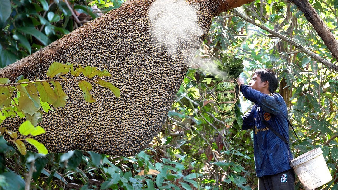 Tree Climbing Skills Without Fear of Heights, Harvesting Honey From Dangerous Tall