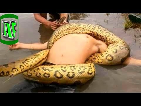 5 შემთხვევა, კადრები სადაც ანაკონდა თავს ესხმის ადამიანებს