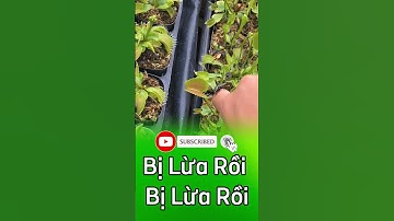 🤣 Cây bẫy kẹp có bạn đến chơi và cái kết cực đắng 😱  #câybẫykẹp  #câybắtmồi