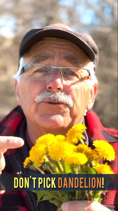 DON’T pick DANDELIONS they are…