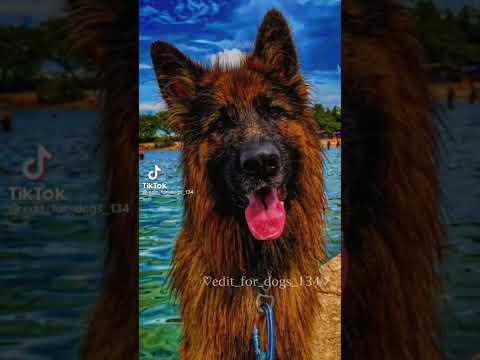 Эдиты Только С Немецкой ОвчаркойEdits Only With A German Shepherd