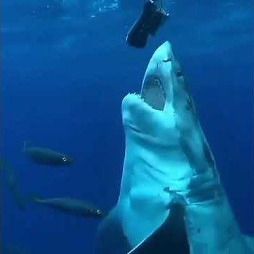 fishing shark Baliq ovi рыбалка