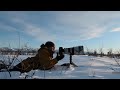 Alaska Winter WILDLIFE PHOTOGRAPHY for moose