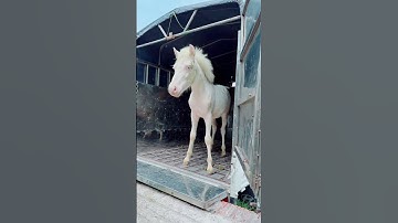 Phát Giống Ngựa Bạch Ta Pha Mắt Đỏ Năm 2025