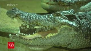 Krokodýlí ZOO Protivín - tip na víkend