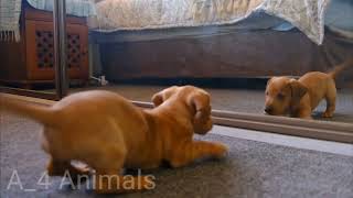 Cute dog and cat video