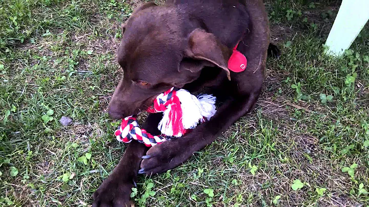 Moose, a Chocolate Lab Goofball