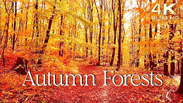 Enchanting Autumn Forests with Beautiful Piano Music - 4K Autumn Ambience & Fall Foliage