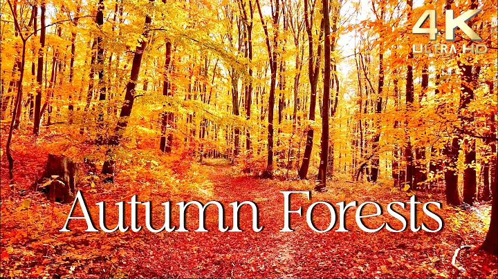 Enchanting Autumn Forests with Beautiful Piano Mus...