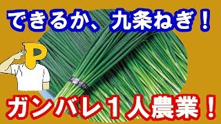 できるか！九条ねぎ！ガンバレ！一人農業！してみる！