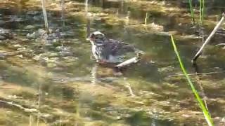 Female of common reed bunting (Emberiza schoeniclus)-Presura de stuf