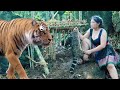 the girl build trap not to trap tiger but loose delicious food cuab ntxiab  mag puam tsis laib yuav