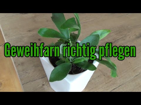 Video: Staghornfarn Winterpflege – So behandeln Sie einen Hirschhornfarn über den Winter