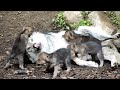 Wolf babysits her rambunctious newborn siblings