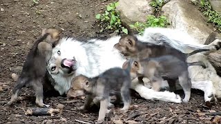 Wolf Babysits Her Rambunctious Newborn Siblings