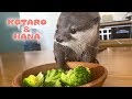 カワウソコタローとハナ　今日のおかずはブロッコリー　Otter Kotaro&Hana Try Broccoli For The First Time