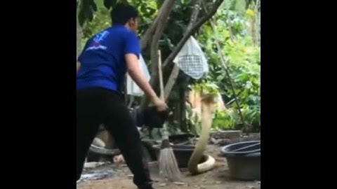 bắt rắn hổ chúa bằng tay không . cực nguy hiểm