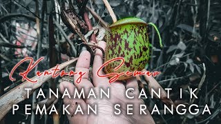 Kantong Semar Termos (Nepenthes Ampullaria)