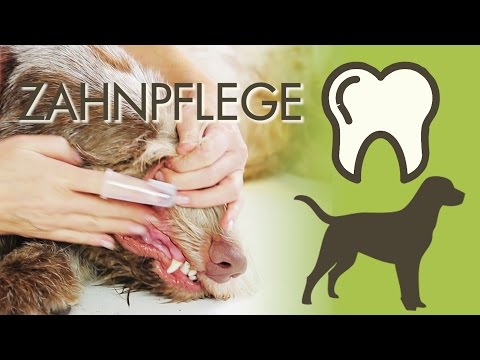 Video: Ist die anästhesiefreie Zahnreinigung gut für Ihren Hund?