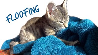 Floofing the floof by Jonasek The Cat 896 views 1 year ago 39 seconds