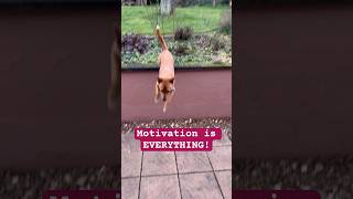 Motivation is everythingtreats work to recall Wally from the yard dogshorts