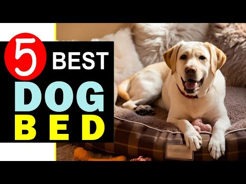 Best Dog Beds 2024 Top 5 Best Dog Bed Reviews