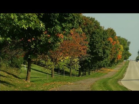 Vídeo: Norway Maple Tree Care - Cultivando uma árvore de bordo da Noruega na paisagem