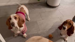 Basset hounds, Ari and Musta, are the best! by Las Niñas Chaparras 1,367 views 1 year ago 7 minutes, 40 seconds