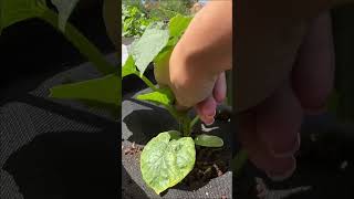 ПРИЩИПКА ОГУРЦОВ. И не без косяка, первый опыт))) Начинающий огромном #дача #огород