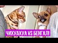 Кто кого? Чихуахуа и бенгальский кот! Кот против собаки.Чихуахуа в шоке. #amydog