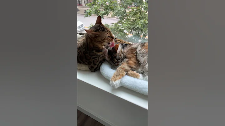 Video 5647951: bengal mainecoon cat, bengalcat mainecoon, bengal cat cleaning