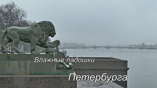 Влажные ладошки Петербурга