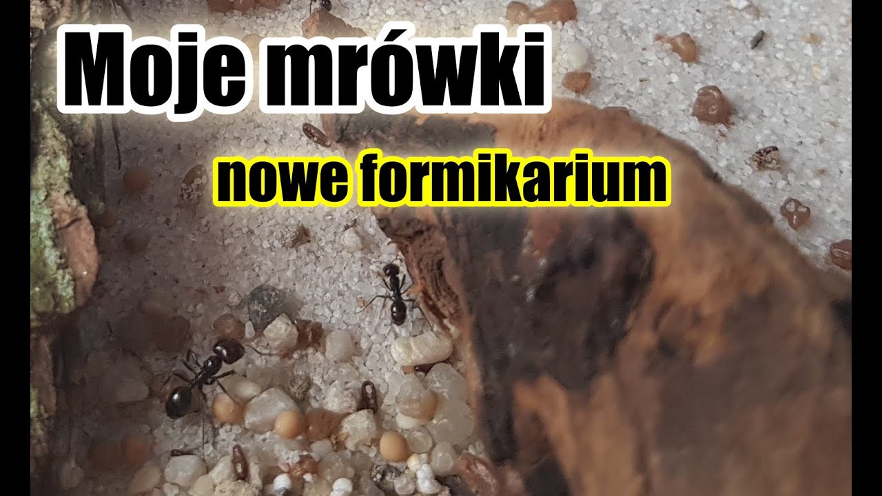 vlog#09/2020 - Unboxing nowego formikarium