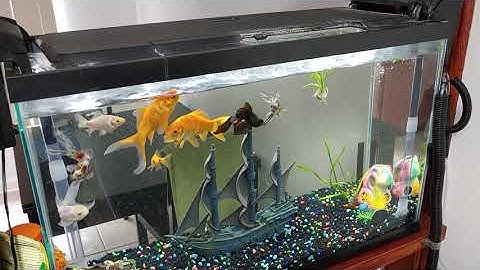 My Goldfish community and my modified filtration system.