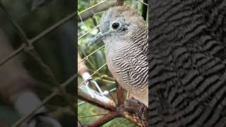 Nyanyian Pikat Ajaran pikatperkututlokal semuaorang  jangkauanluas janganlupasubscribe