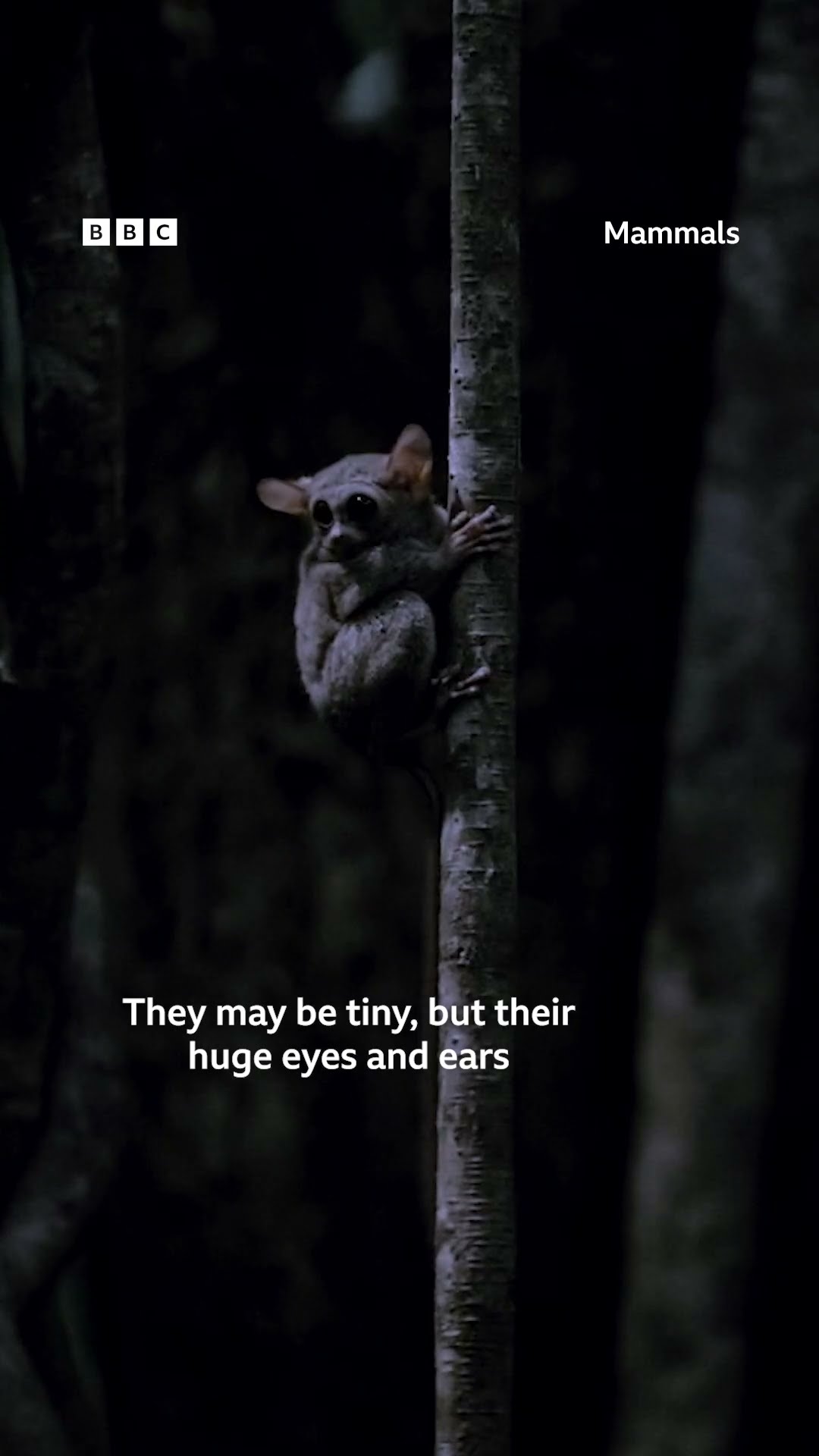 This tiny mammal is actually a great hunter! #Mammals #Shorts