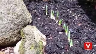 Fixing? My rotten step. Spring onions shooting up.