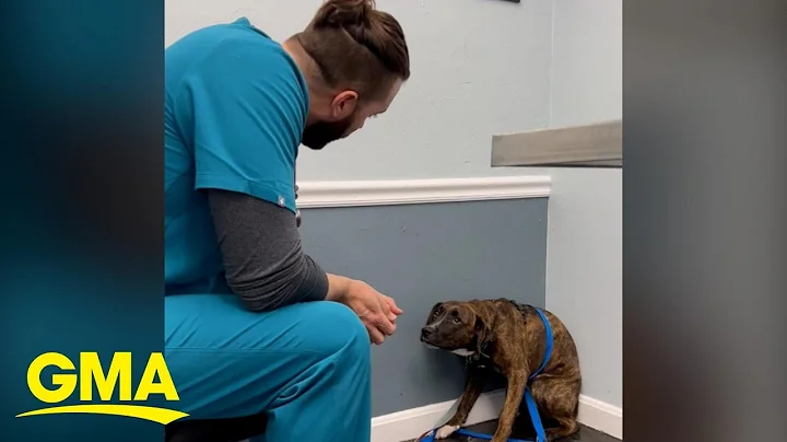 The story behind viral video of vet building trust...