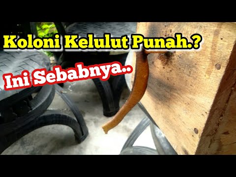 Penyebab Koloni Lebah bisa punah