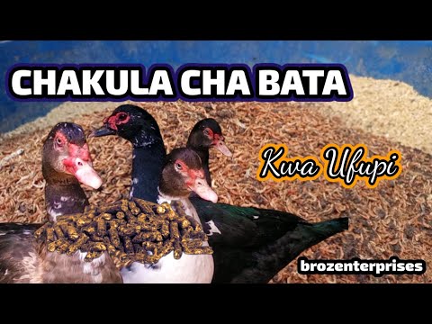 Video: Bata hukua vipi?