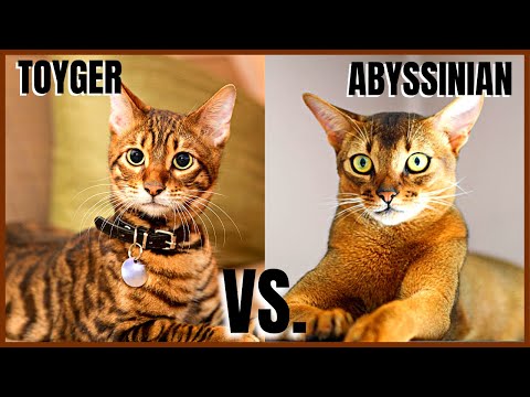 ვიდეო: Toyger Cat: ფოტო, ჯიშის აღწერა, შინაარსის მახასიათებლები, მფლობელის მიმოხილვები